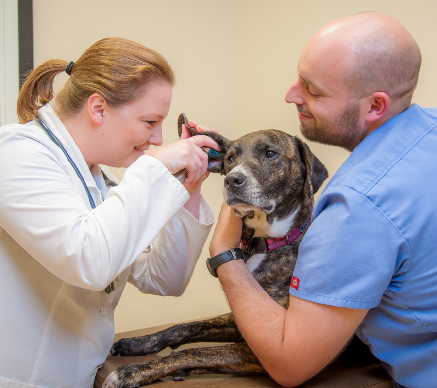 Canine exam